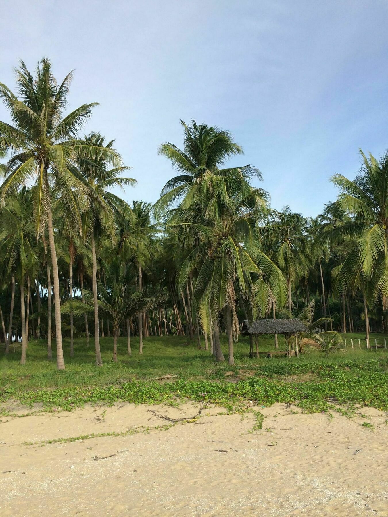 بان كروت 155 Salacoco المظهر الخارجي الصورة